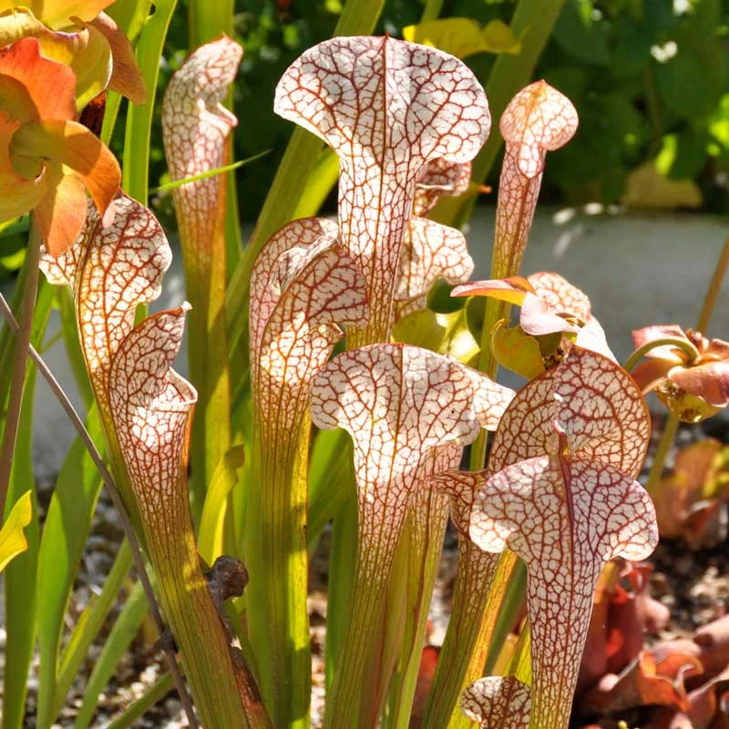 Sarracenia Fledgling