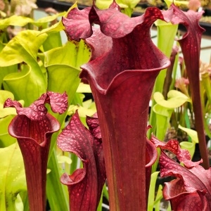 Sarracenia Royal Ruby