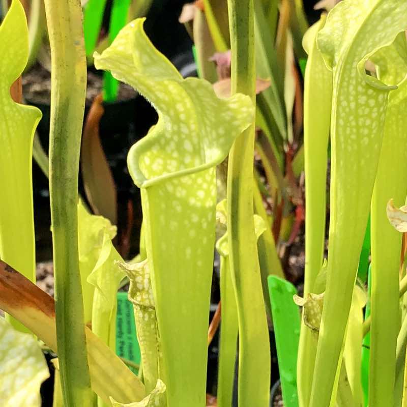 Sarracenia x readii, Green for Sale. Grow Carnivorous Plants!
