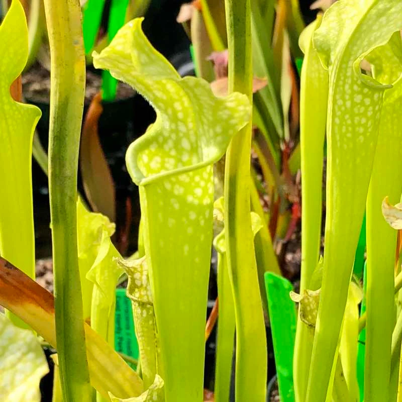 Sarracenia leucophylla x rubra, Green AF