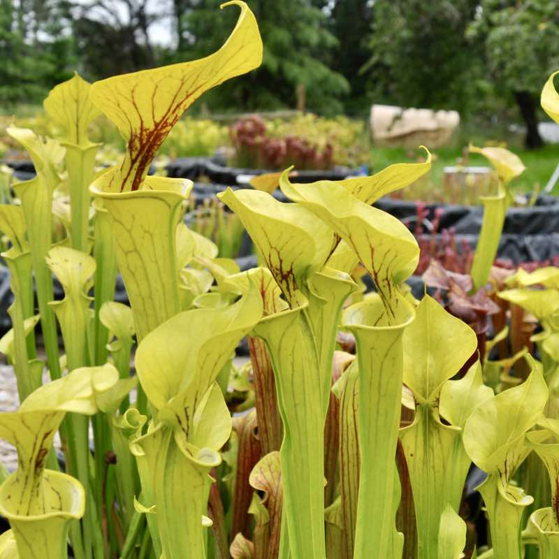 Sarracenia Don's Flava