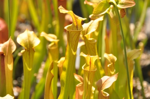 Sarracenia flava x rubra [Med]