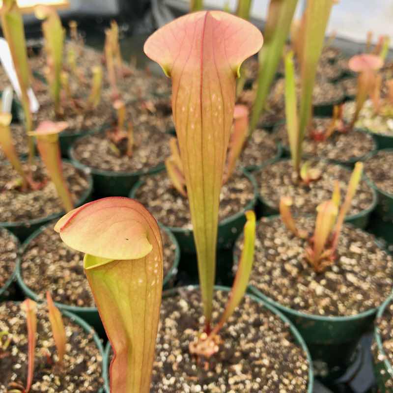 Sarracenia x Bug Bat