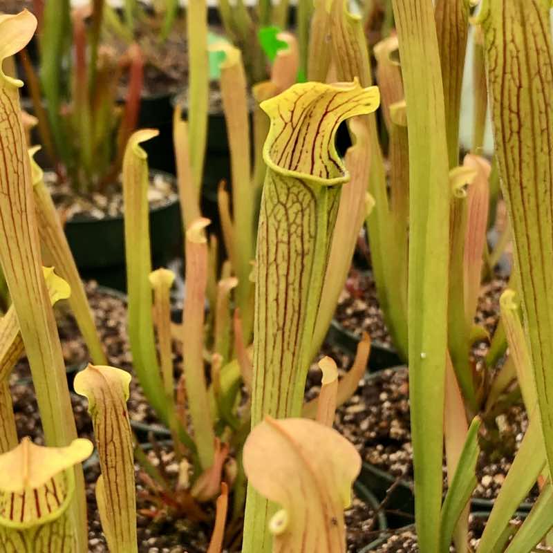 Sarracenia Chadwick