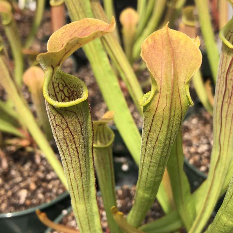 Sarracenia rubra wherryi
