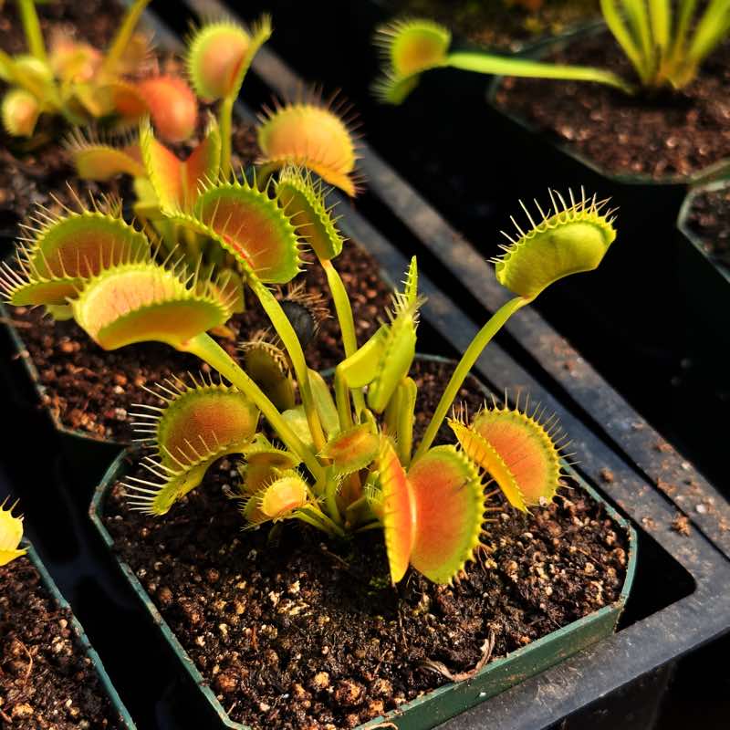 Dionaea King Henry Flytrap