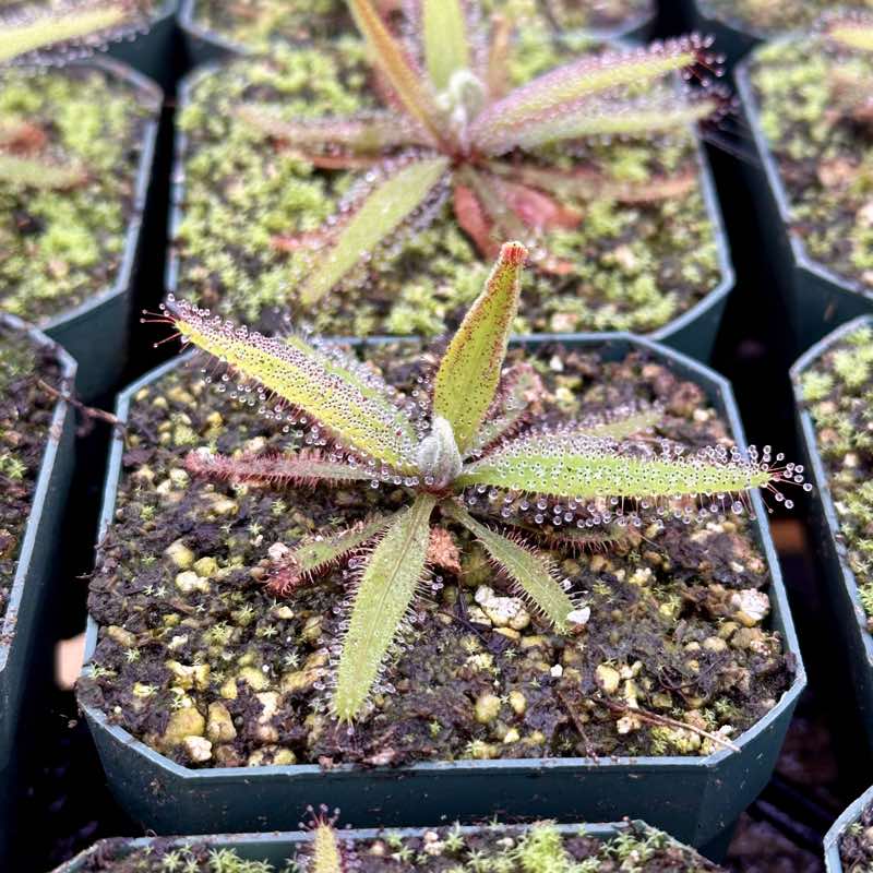Drosera adelae