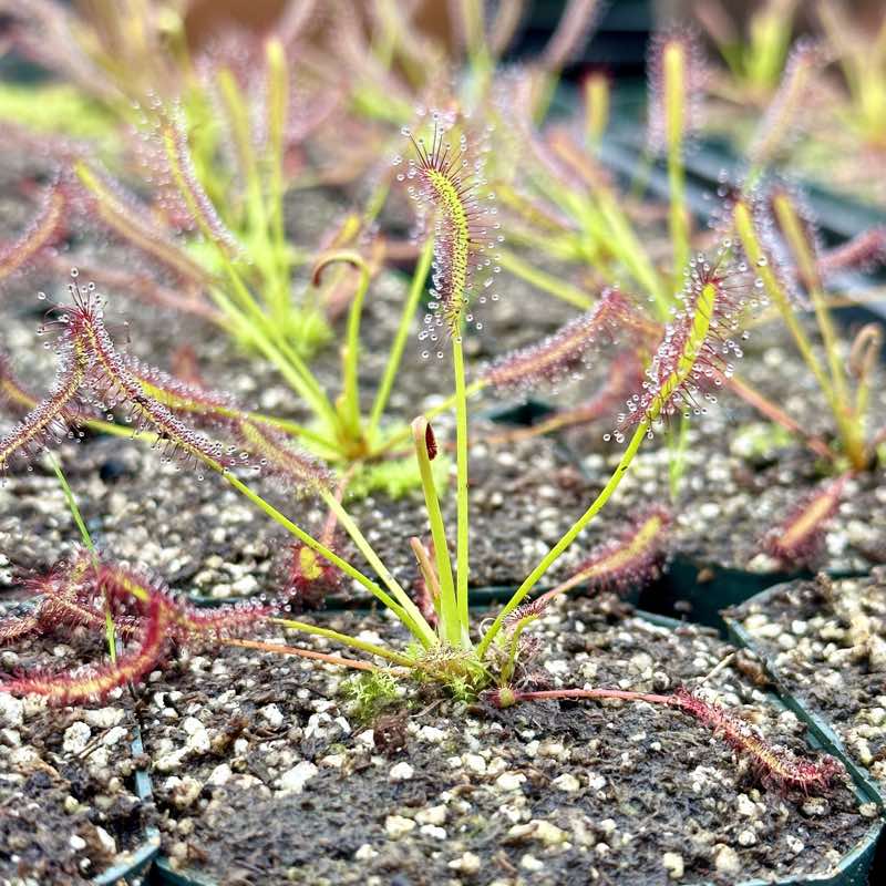 Drosera capensis