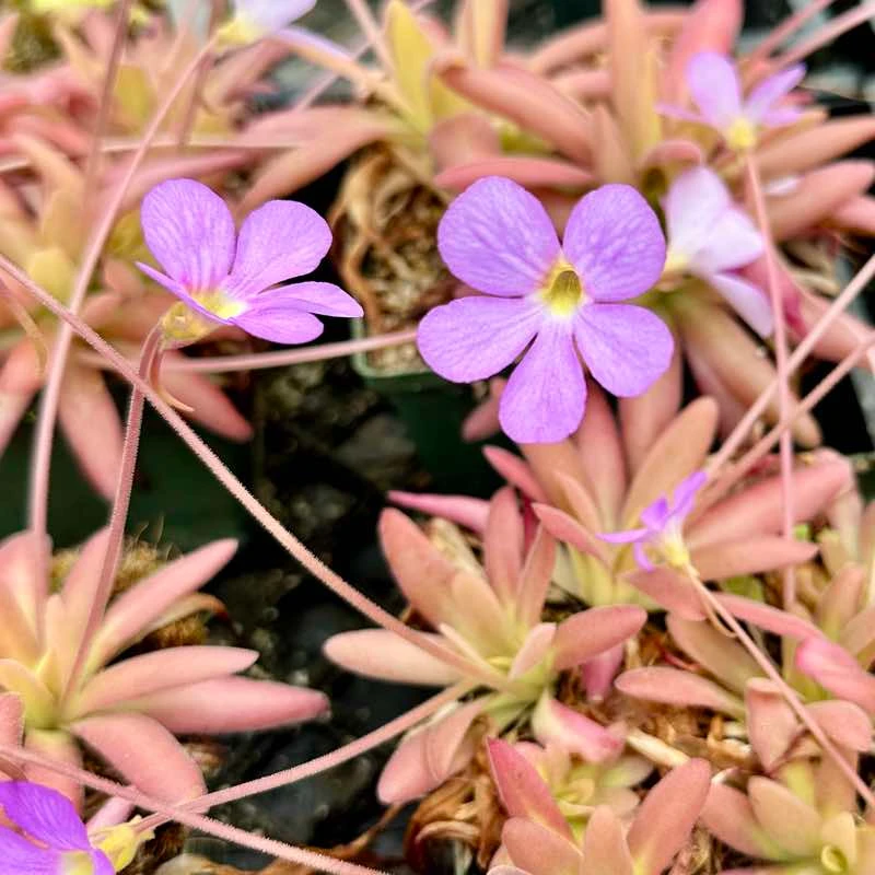 Pinguicula Aphrodite