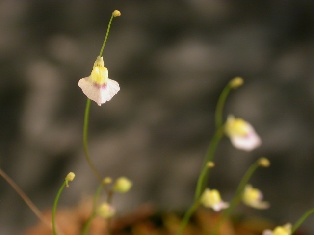 Utricularia bisquamata