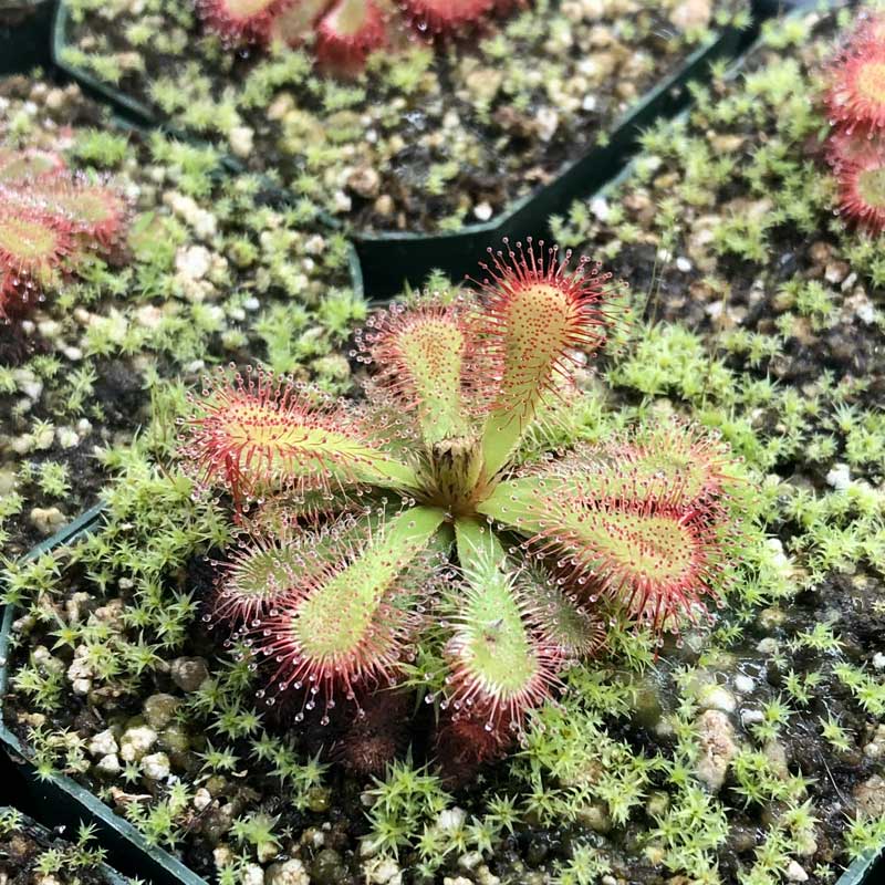 Drosera esterhuyseniae x slackii for Sale. Grow Carnivorous Plants  madagascarensis