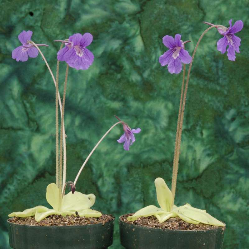 Pinguicula grandiflora