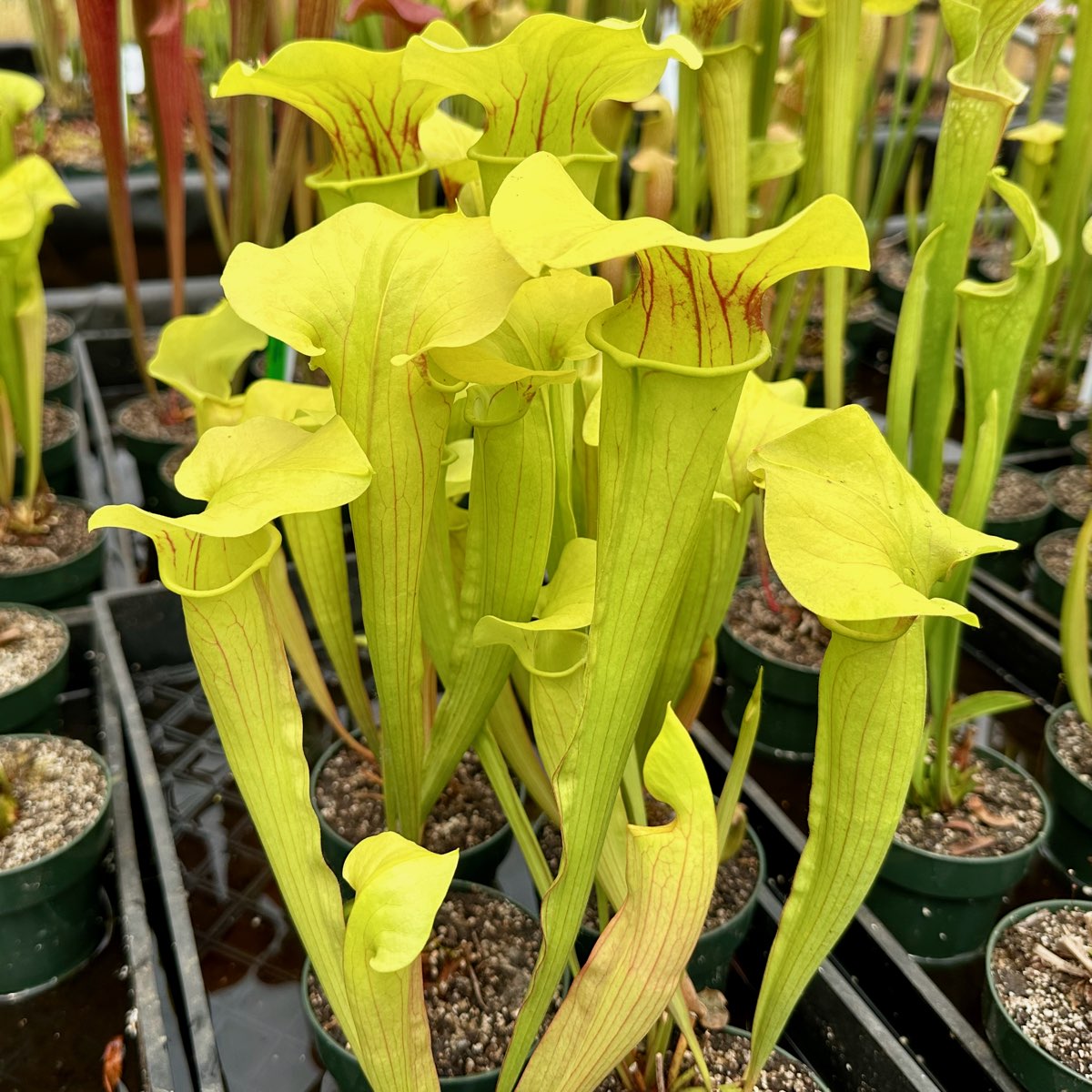 Sarracenia Cateo