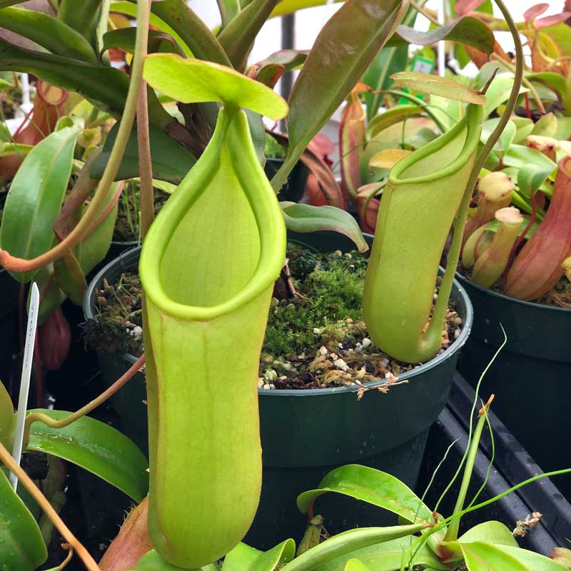 Nepenthes Caesar