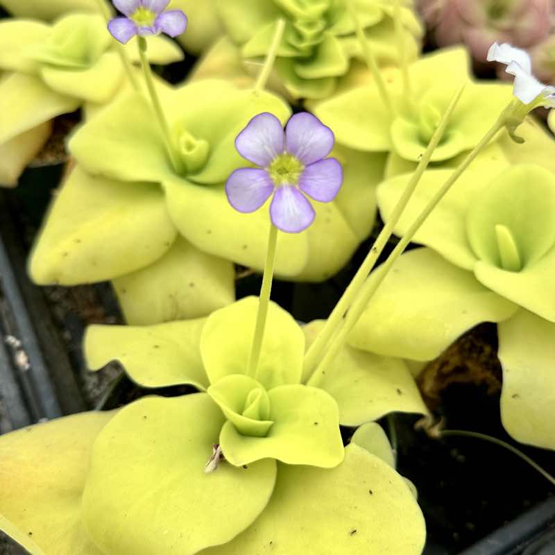 Pinguicula gigantea
