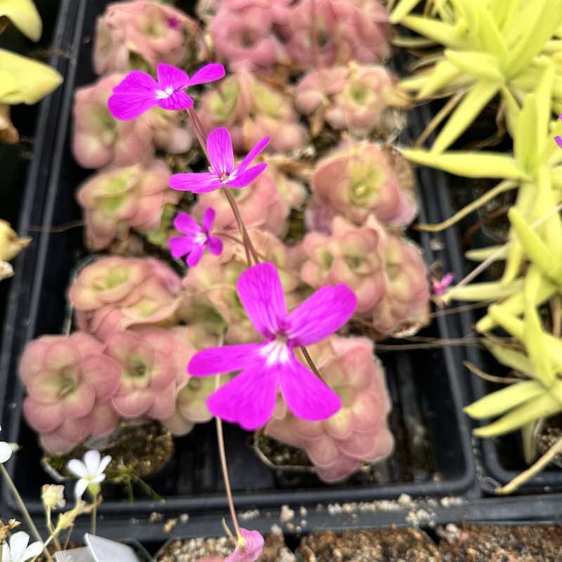 Pinguicula moranensis