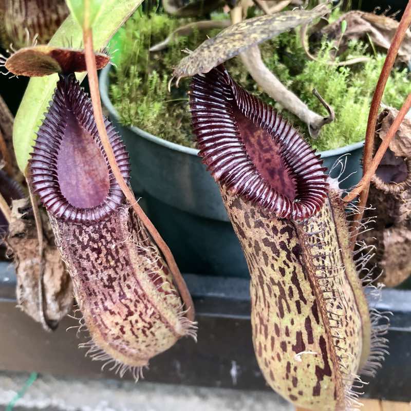 Nepenthes burkei x hamata (Rooted Cutting)