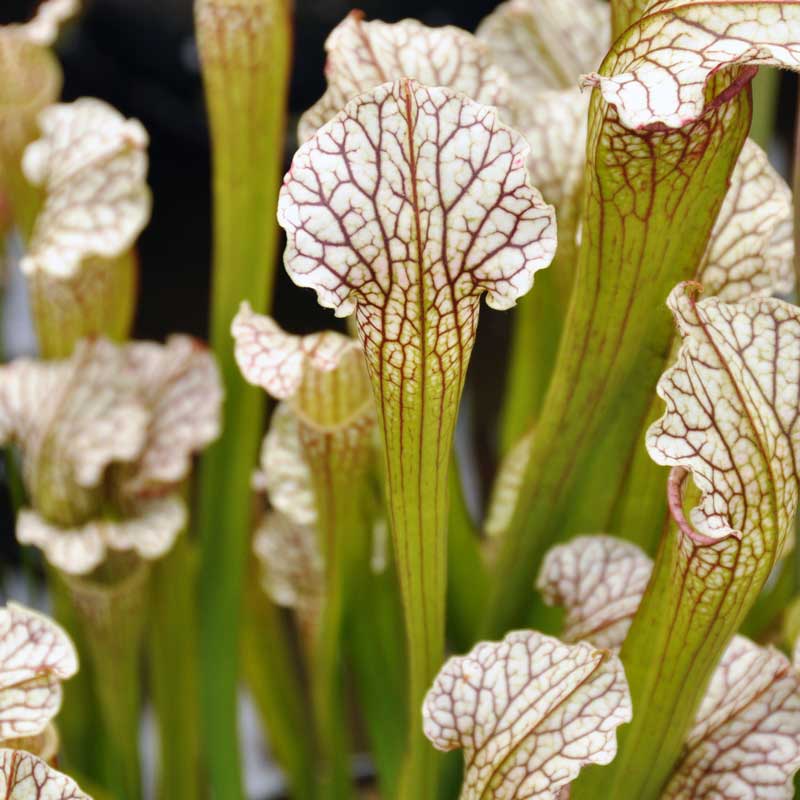 Sarracenia White Sparkler for Sale. Grow Carnivorous Plants!