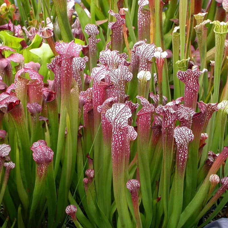 Sarracenia Sweet Excellence