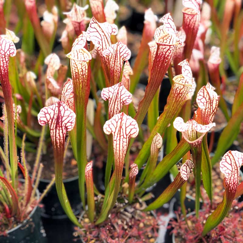 Sarracenia x Little Fledgling