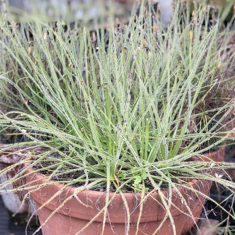 Drosophyllum lusitanicum