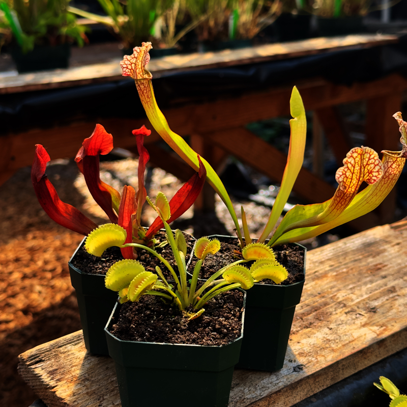 Collection of Outdoor Perennials