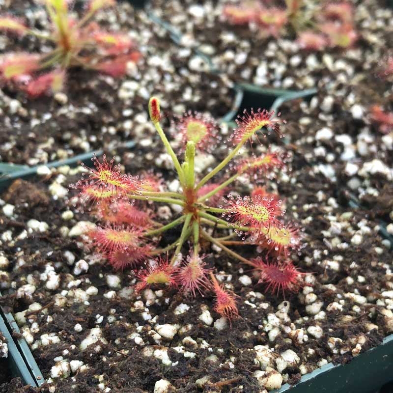 Drosera madagascariensis