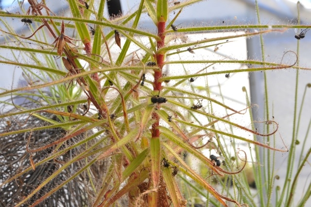 Roridula gorgonias