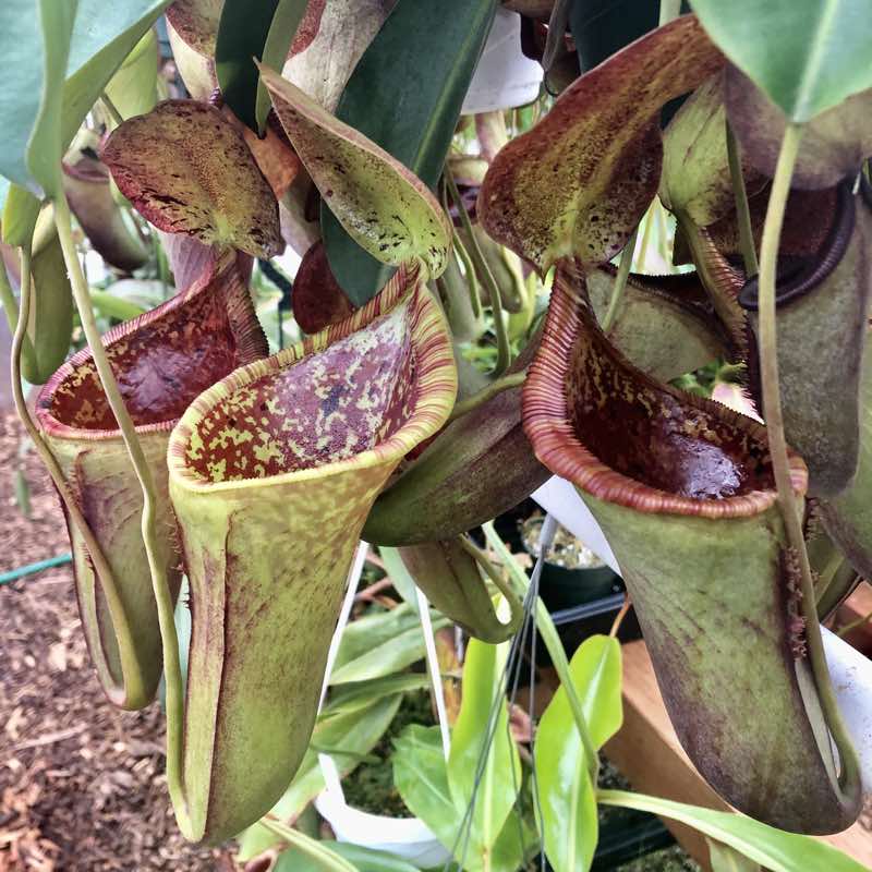 Nepenthes lowii x campanulata (Rooted Cutting)