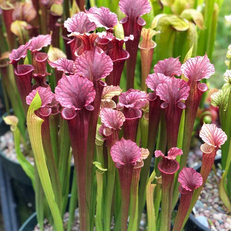 Sarracenia Red Sumatra