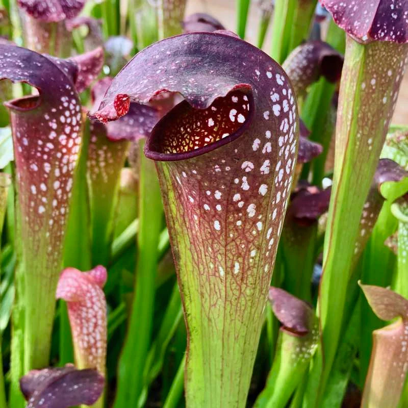 Sarracenia leucophylla x minor Okee Giant