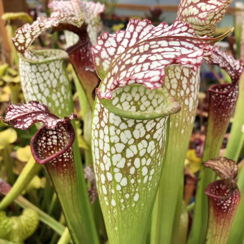 Sarracenia Lorax for Sale | Sarracenia Northwest