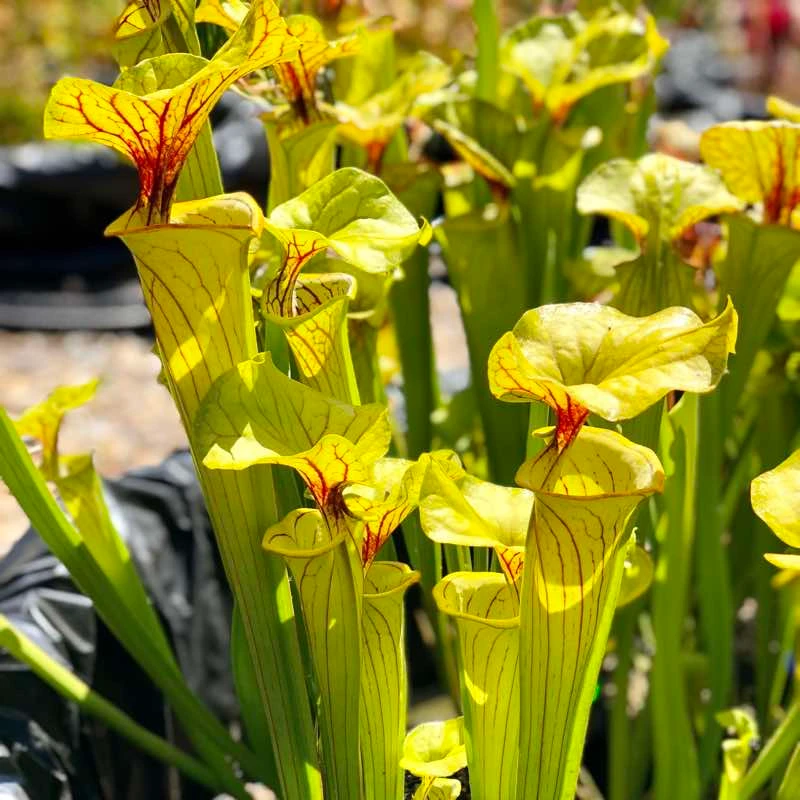 Sarracenia flava Chasm