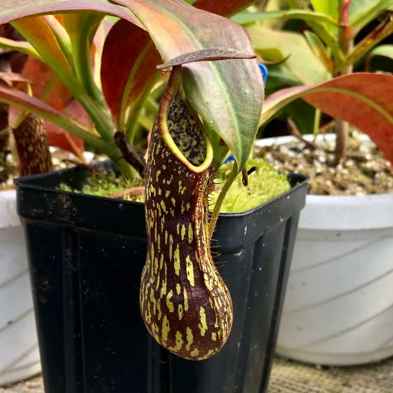 Nepenthes copelandii, Leilani (Rooted Cutting)
