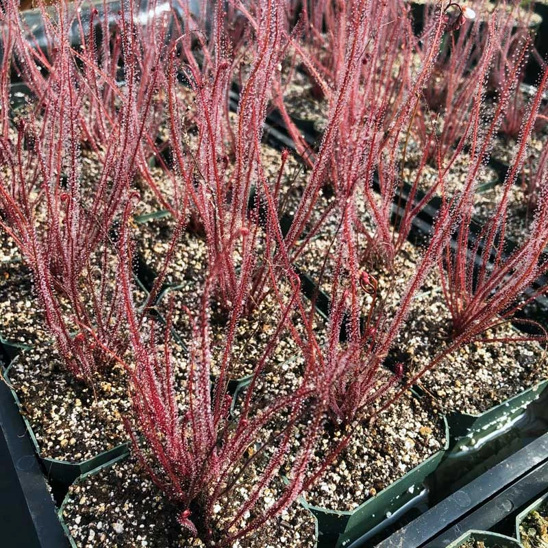 Drosera filiformis floridana