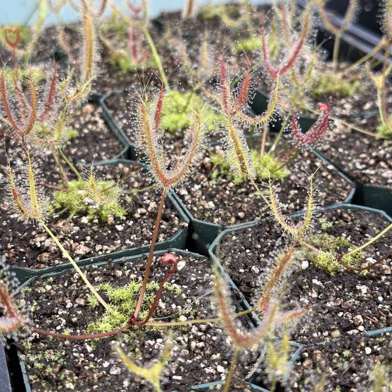 Drosera binata, T-Form