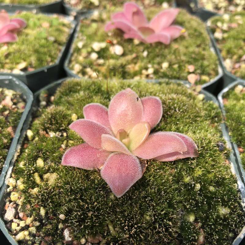 Pinguicula x Marciano