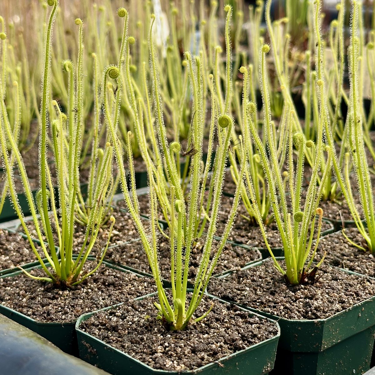 Drosera tracyi