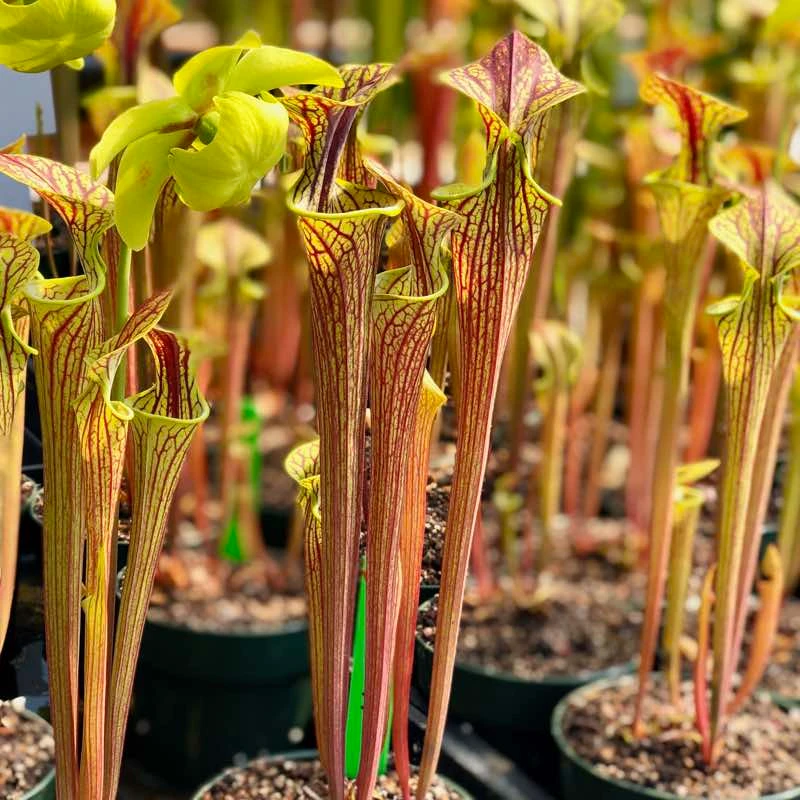 Sarracenia flava x oreophila, Heavy Vein