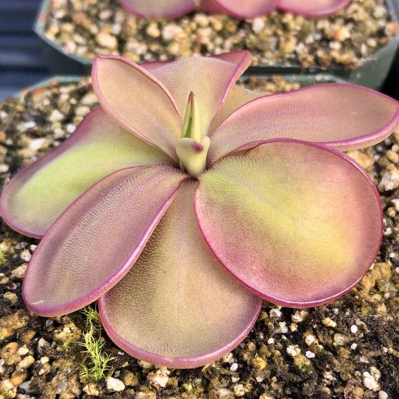 Pinguicula emarginata x laueana