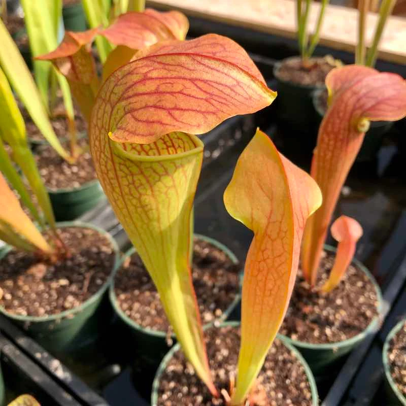 Sarracenia Godzuki