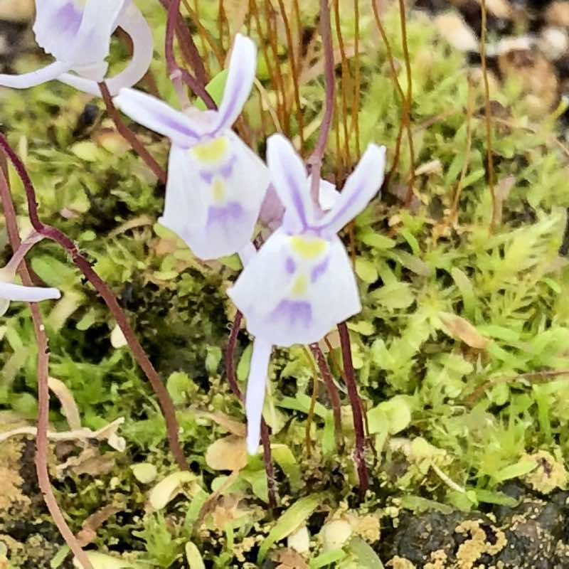 Utricularia sandersonii
