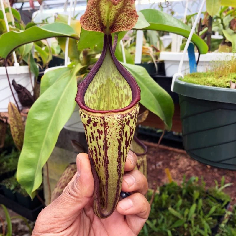 Nepenthes maxima x campanulata (Rooted Cutting)