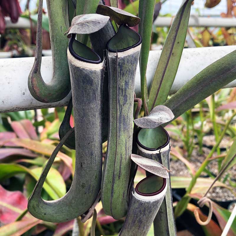 Nepenthes albomarginata, Black (Rooted Cutting)