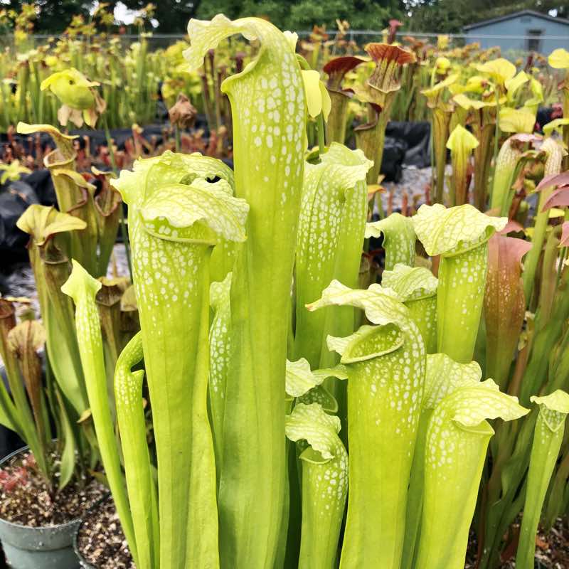 Sarracenia Green Monster