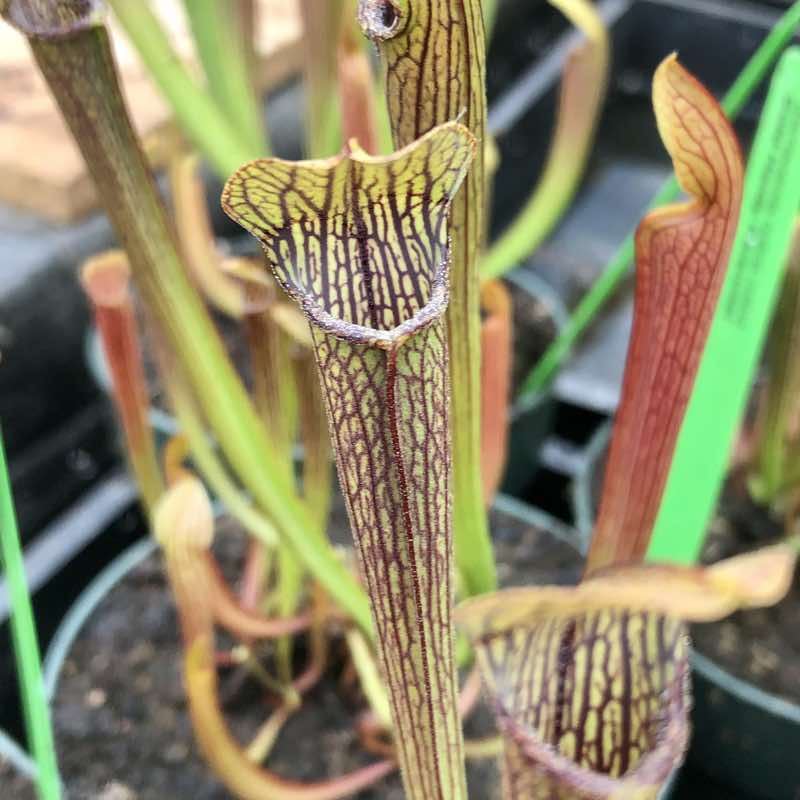 Sarracenia rubra rubra