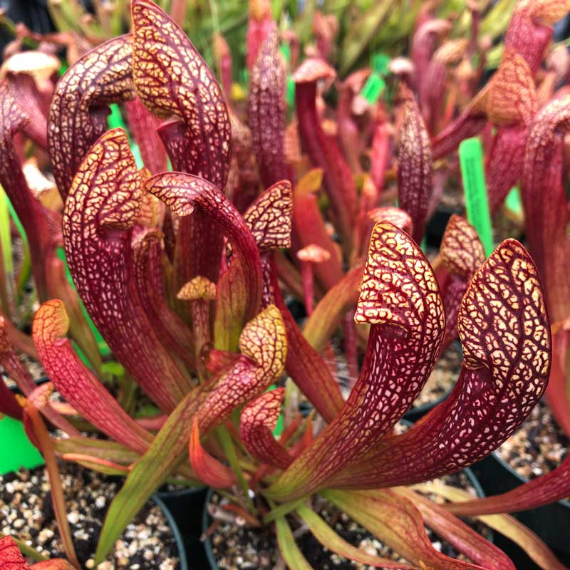 Sarracenia Dixie Lace
