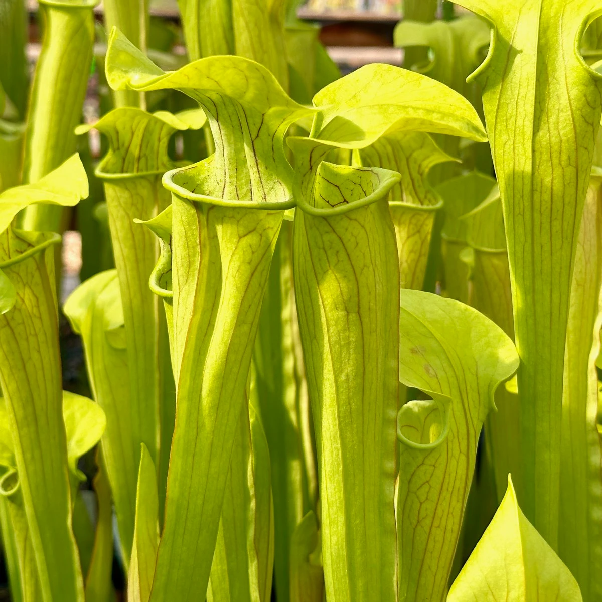 Sarracenia Mountain Meadow