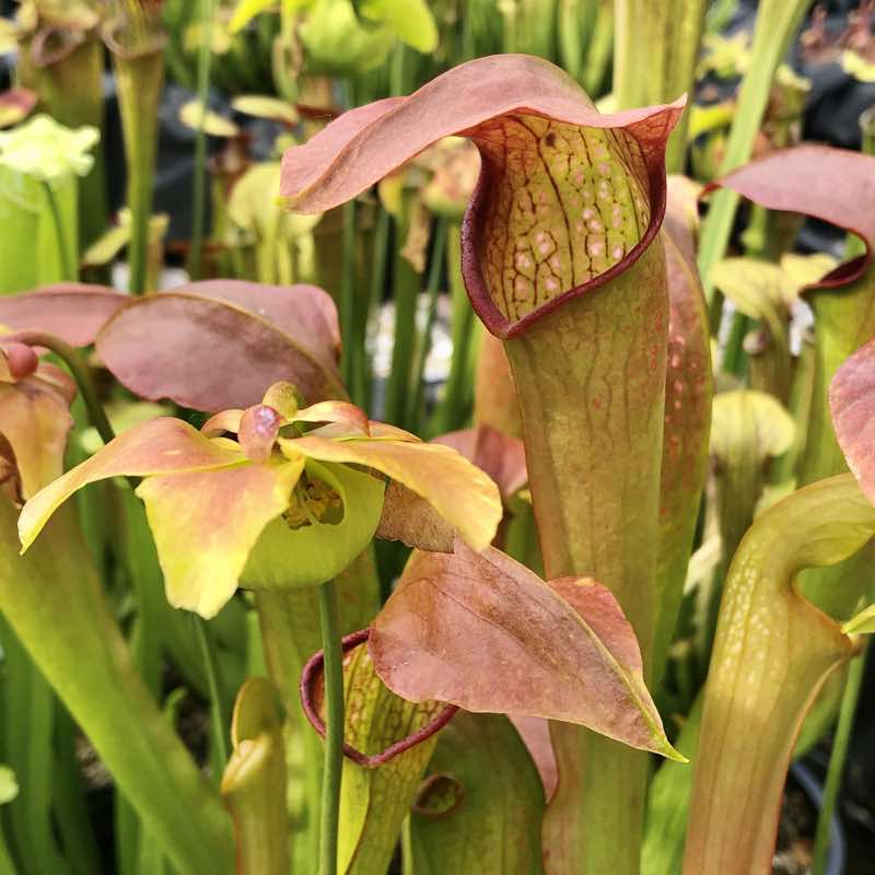 Sarracenia Hummer's Okee Classic