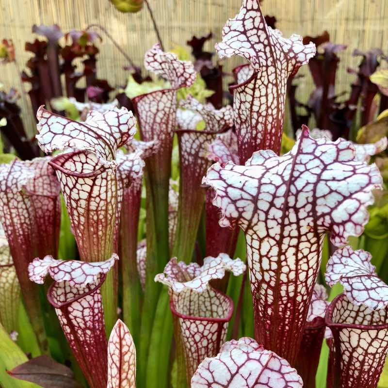Sarracenia Nadine